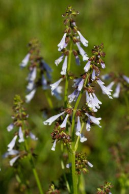 Alabama Lyreleaf Sage Wildflower  - Salvia lyrata clipart