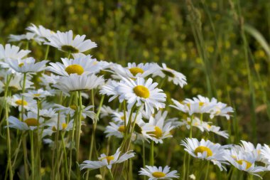 Öküz gözlü Daisy Yaban Çiçeği Kireç Taşı İlçesi Alabama ABD
