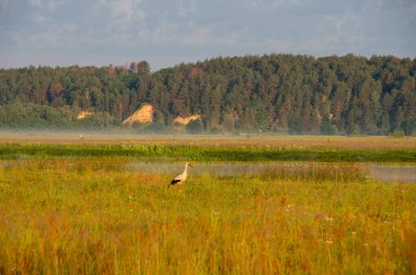 Beyaz leylek sabah çayırında duruyor