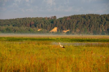 Beyaz leylek sabah çayırında duruyor