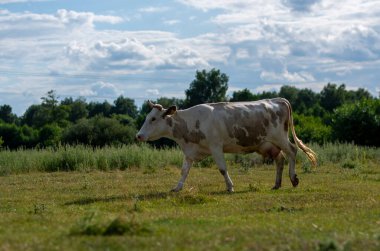 İnek tarlaya gidiyor.