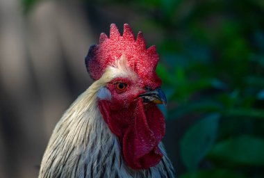 horoz portre yakın çekim