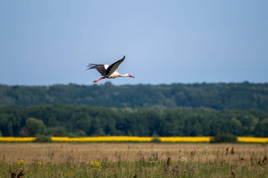 Beyaz leylek çayırda uçuyor