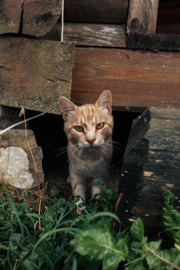 Tahta kirişlerin altından çıkan kırmızı bir kedi ağaçta, ahşap bir evde sürünüyor. Kırsal kesimde. Üzgün gözlü bir kedi. Yüksek kalite fotoğraf