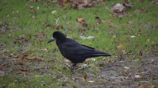 一只黑乌鸦在秋天的草地上散步 公园里的小鸟 — 图库视频影像