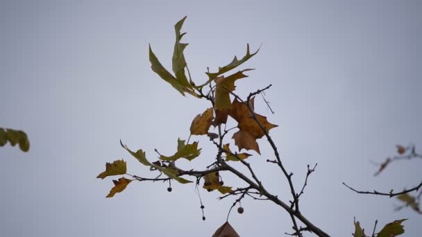 Autumn Branch Sways Wind Yellow Leaves Tree Winter Slow Motion — Stock Video