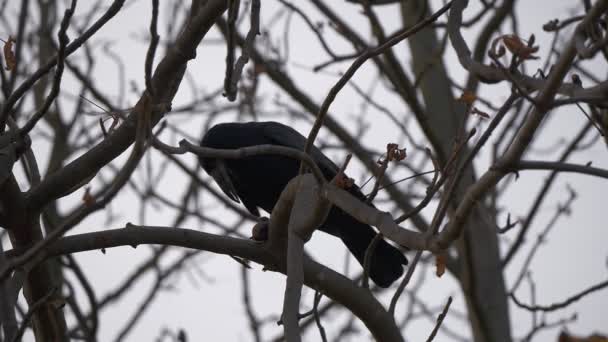 Raven Cracks Nut Autumn Bare Tree Slow Motion — Stock Video