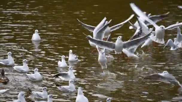 Meeuwen Vijver Veel Vogels Vangen Voedsel Langzame Beweging Hongerige Vogels — Stockvideo