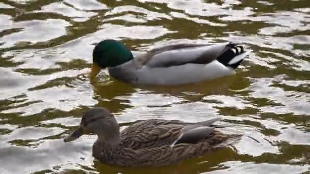 Δύο Διαφορετικές Πάπιες Στο Νερό Πουλιά Φθινόπωρο Στη Λίμνη Πάπια — Αρχείο Βίντεο