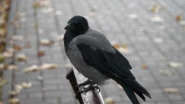 Parkta bir karga oturuyor. Sonbahar parkında bankta. Yavaş çekim.