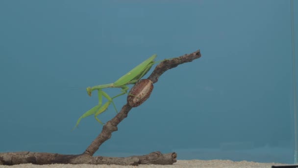 Female Praying Mantis Walks Branch Ootheca Close Insect Slow Motion — Stock Video