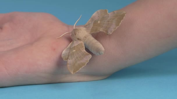 杨蛾蝴蝶坐在手上 昆虫的特写 慢动作Laothoe Populi — 图库视频影像