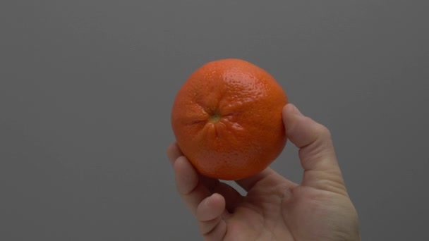 Mandarin Gri Bir Arkaplanda Ele Döner — Stok video