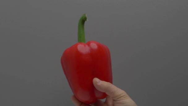 Red Bell Pepper Rotates Hand Gray Background — Stock Video