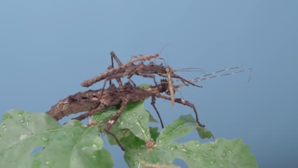 Tongkat Serangga Dari Usia Yang Berbeda Pada Daun Close Latar — Stok Video