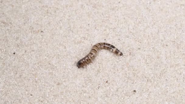 阿根廷蟑螂的幼虫在挖沙子 慢动作双节肢骨 — 图库视频影像