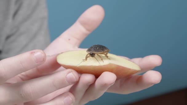 Argentinsk Kackerlacka Ett Äpple Barnens Händer Långsamma Rörelser — Stockvideo