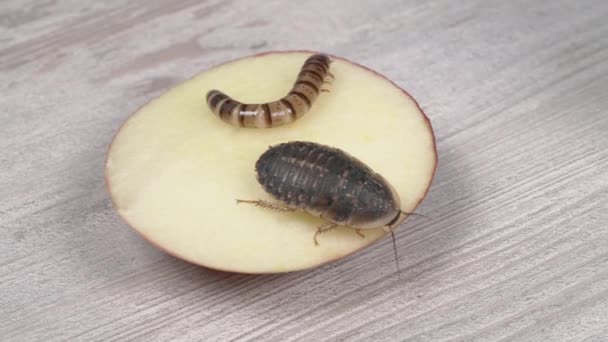 阿根廷蟑螂的幼虫和成虫吃苹果 慢动作双节肢骨 — 图库视频影像