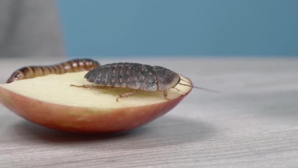 一只阿根廷蟑螂吃苹果 背景中的幼虫 慢动作双节肢骨 — 图库视频影像