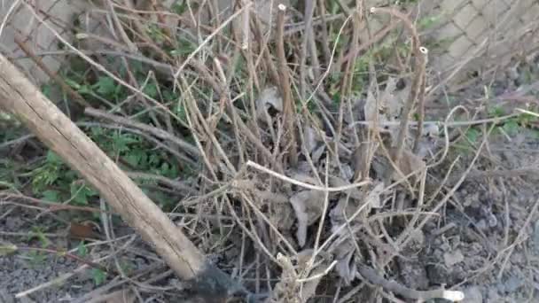 Creuser un buisson séché du sol. Gros plan.