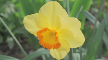 Turuncu merkezli canlı sarı nergis bir bahçede çiçek açmış ve güneş ışığında güzelliğini sergiliyor.