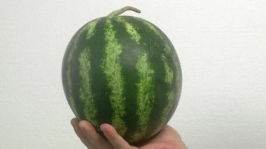 Olgun, çizgili bir karpuzu tutan bir elin yakın plan görüntüsü sade beyaz bir arkaplanda izole edilmiş..