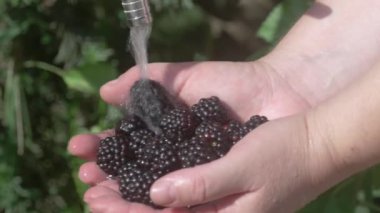 Taze böğürtlenleri nazikçe tutan bir el onları suyun altında duruluyor.