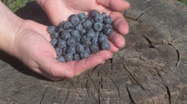 Taze ve canlı yaban mersinlerini taşralı ahşap bir arka planda nazikçe tutan ellerin detaylı bir yakın çekimi