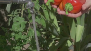 Bir bahçıvan çiçekleri sularken canlı kırmızı çan biberleri topluyor, serpilen bir bahçe sergiliyor.