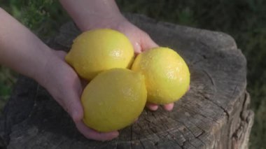 Açık havada sergilenen canlı sarı limon koleksiyonu tazeliklerini ve doğal güzelliklerini güzel bir şekilde sergiliyor.