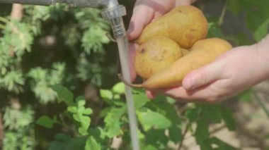 Bir insan musluğun altında olgun armutları yıkıyor, verimli hasat ve canlı tarım doğasını vurguluyor.