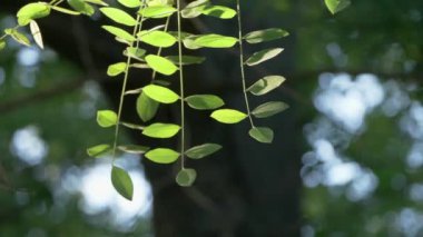 Narin yeşil yapraklar nazikçe sarkıyor. Yumuşak odak noktasındaki doğal güzellikleri canlı canlı sergiliyor.