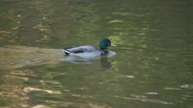 Bir yaban ördeği sakin sularda süzülerek doğanın sükunetini ve huzurunu yansıtır.