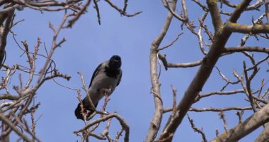 Güzel bir kuş, durgun mavi gökyüzüne karşı çıplak dallara tüneyerek güzellikleri gözler önüne seriyor.