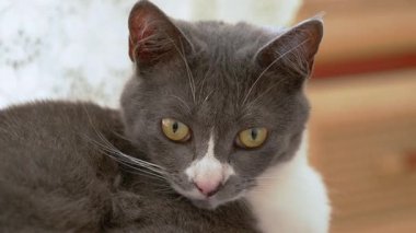 Çekici, yumuşak, gri gözlü, çarpıcı, anlamlı gözleri olan bir kedi huzurlu bir ortamda rahat bir şekilde uzanıyor.