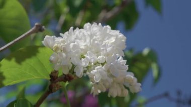 Göz kamaştırıcı bir yakın plan güzel beyaz çiçekler yemyeşil yapraklarla çevrili parlak mavi bir arkaplan