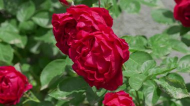 Bu göz kamaştırıcı yakın çekim, canlı yeşil yapraklarla çevrili yemyeşil güller sergiliyor.