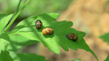 Bir grup canlı böcek yeşil bir yaprağın üzerinde duruyor, doğada bulunan karmaşık desenlerini sergiliyorlar.