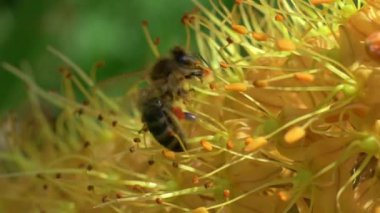 Canlı bir çiçekten polen toplayan ve doğanın muazzam güzelliğini gösteren bir arıya yakın plan.