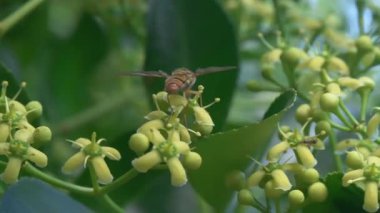 Yakın planda canlı sarı çiçeklerden nektar toplayan bir arı görülüyor. Yeşillik ve gelişen bir ortamda.