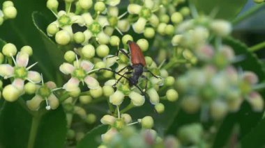 Bu resim çiçeklerin üzerinde dinlenen bir böceğin yakın çekimini gösteriyor.