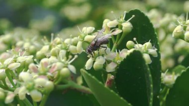 Doğanın harikalarını ve onun karmaşık ekosistemini gözler önüne seren, çiçekleri tozlaştıran bir arıya yakın çekim.