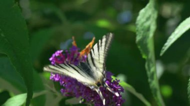Güzel bir kelebek zarif ve canlı mor çiçeklerle doğal ortamda etkileşime girer.