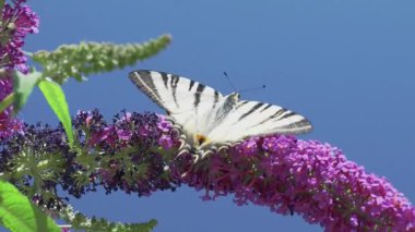 Güzel, çarpıcı bir kelebek ılık güneş ışığında güneşlenirken canlı ve renkli bir çiçeğin üzerinde nazikçe yatar.