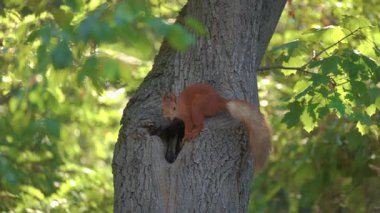 Enerjik bir sincap sevinçle ağaç evini keşfeder, doğal güzelliklerini ve eğlenceli vahşi yaşamını gösterir.