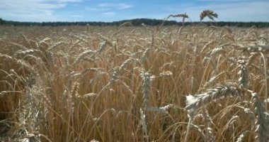 Organik tarım arpa arpası üretimi. Çavdar ve darı sarı kulaklı tarla. Yakından Arpa Tarlası.