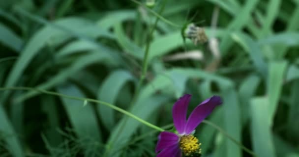 Close Bumblebee Collecting Nectar Purple Flowers Bright Field Summer Day — Stock Video
