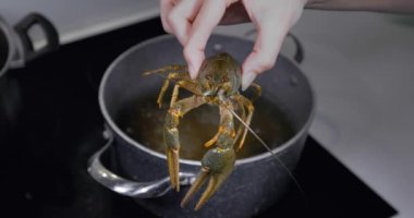 Pişirmeden önce kaynamış su üzerinde yaşayan kerevit. Canlı kerevit pişiriyorum. Yüksek kalite 4k görüntü.