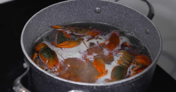 生きたザリガニを煮沸して調理する 生きたザリガニの調理 — ストック動画