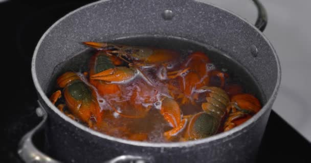 Ζωντανές Καραβίδες Ρίχνονται Βραστό Νερό Για Μαγείρεμα Μαγειρική Ζωντανή Καραβίδα — Αρχείο Βίντεο